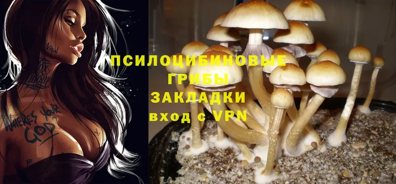 Псилоцибиновые грибы Psilocybe  OMG ССЫЛКА  Куса 